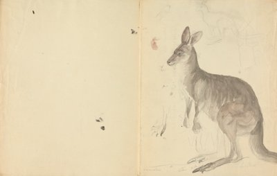 Dva klokani s detaily od James Sowerby