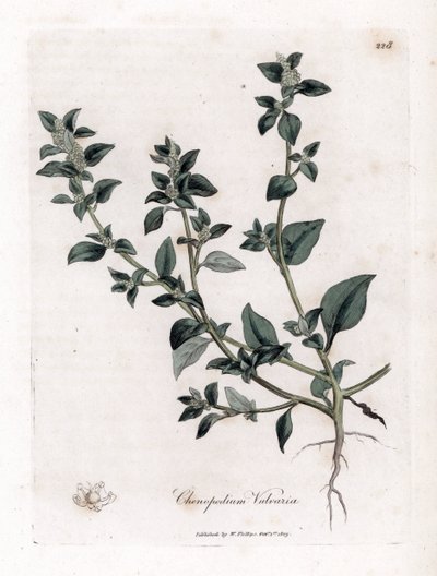 Vuvaire – husí noha smradlavá, Chenopodium vulvaria. Ručně kolorovaná mědirytina z botanické ilustrace Jamese Sowerbyho z Williama Woodvilla a Sira Williama Jacksona Hookera "" Medical Botany "," John Bohn, Londýn od James Sowerby