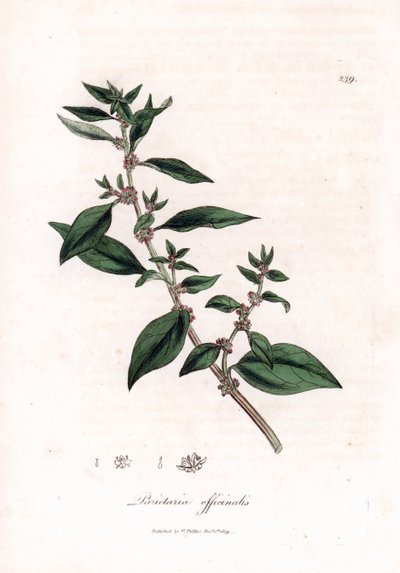 Wall pellitory, Parietaria officinalis. Ručně kolorovaná mědirytina z botanické ilustrace Jamese Sowerbyho z Williama Woodvilla a Sira Williama Jacksona Hookera "" Medical Botany "," John Bohn, Londýn od James Sowerby