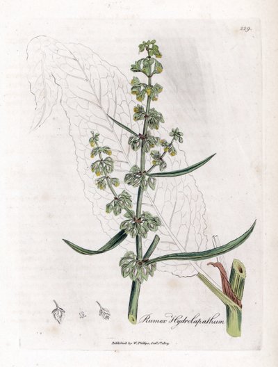 Water Patience nebo Aquatic Patience - Velký vodní dok, Rumex hydrolapathum. Ručně kolorovaná mědirytina z botanické ilustrace Jamese Sowerbyho z Williama Woodvilla a Sira Williama Jacksona Hookera "" Medical Botany "," John Bohn, Londýn od James Sowerby