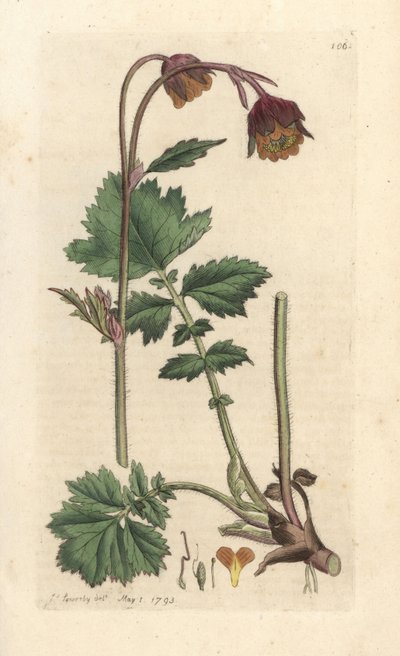 Water avens, Geum soupeří s ručně kolorovanou mědirytinou podle ilustrace Jamese Sowerbyho z James Smith