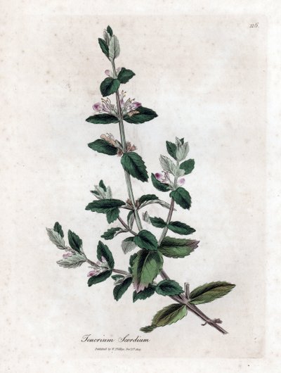 Vodní germandree - Vodní germandre, Teucrium scordium. Ručně kolorovaná mědirytina z botanické ilustrace Jamese Sowerbyho z Williama Woodvilla a Sira Williama Jacksona Hookera "" Medical Botany "," John Bohn, Londýn od James Sowerby