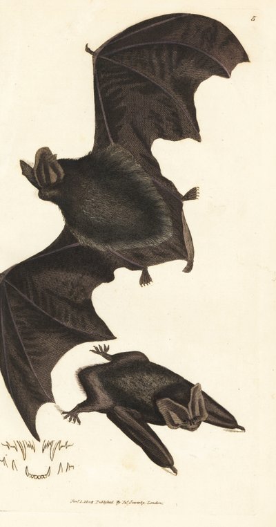 netopýr západní, Barbastella barbastellus barbastellus (Vespertilio barbastellus). Ručně kolorovaná mědirytina od Jamese Sowerbyho z The British Miscellany nebo Barevné figurky nových, vzácných nebo málo známých zvířecích předmětů. od James Sowerby
