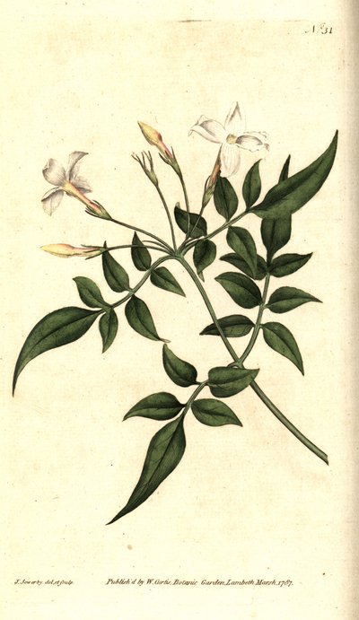 Bílý jasmín (nebo jasmín lékařský) - Jasmín lékařský nebo jasmín lékařský, Jasminum officinale. Ručně kolorovaná mědirytina a botanická ilustrace od Jamese Sowerbyho z The Botanical Magazine Williama Curtise, Lambeth Marsh, Londýn od James Sowerby
