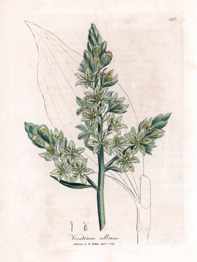 White Veratre (dříve čemeřice bílá) - Čemeřice bílá, album Veratrum. Ručně kolorovaná mědirytina z botanické ilustrace Jamese Sowerbyho z Williama Woodvilla a Sira Williama Jacksona Hookera "" Medical Botany "," John Bohn, Londýn od James Sowerby