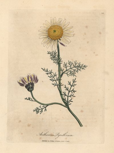 Bílý a žlutý španělský heřmánek, Anthemis pyrethrum od James Sowerby