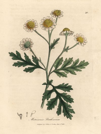 Bíle a žlutě kvetoucí hluchavka, Matricaria parthenium od James Sowerby