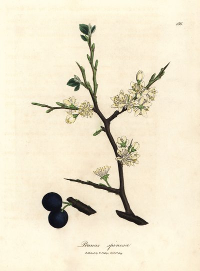Bílé květy a modré bobule trnkového stromu Prunus spinosa od James Sowerby