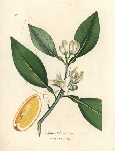 Bílý květ a zralé ovoce segment pomerančovníku, Citrus aurantium od James Sowerby