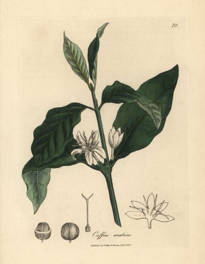 Bílý květ, listy a fazole kávovníku, Coffea arabica od James Sowerby