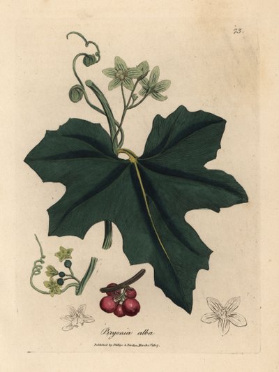 Bíle květovaná bryony, Bryonia alba od James Sowerby
