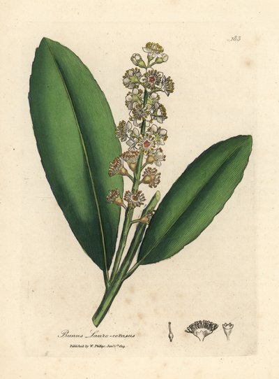 Bílá květovaná třešeň vavřínový strom, Prunus laurocerasus od James Sowerby