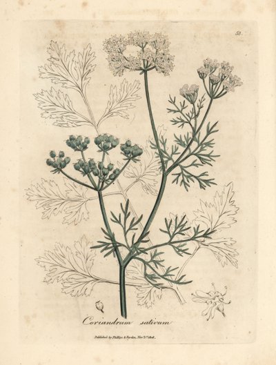 Bíle květovaný koriandr, Coriandrum sativum od James Sowerby