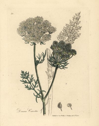 Bílá květovaná rostlina divoké mrkve, Daucus carota od James Sowerby
