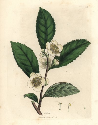 Bílé květy a lístky zeleného čaje, Thea bohea, Camellia sinensis od James Sowerby
