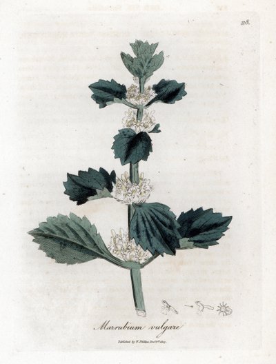 Marruba bílá nebo obyčejná - Jablečník obecný, Marubium vulgare. Ručně kolorovaná mědirytina z botanické ilustrace Jamese Sowerbyho z Williama Woodvilla a Sira Williama Jacksona Hookera "" Medical Botany "," John Bohn, Londýn od James Sowerby
