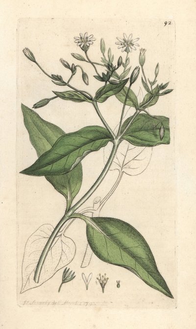 Stichwort dřevěný, Stellaria nemorum Ručně kolorovaná mědirytina podle ilustrace Jamese Sowerbyho z James Smith