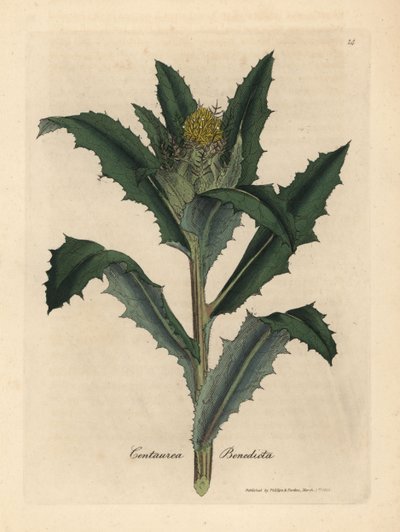 Žlutě kvetoucí požehnaný nebo svatý bodlák, Centaurea benedicta od James Sowerby