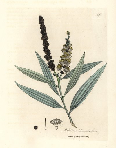 Žlutě kvetoucí strom cajeput, Melaleuca leucadendron od James Sowerby