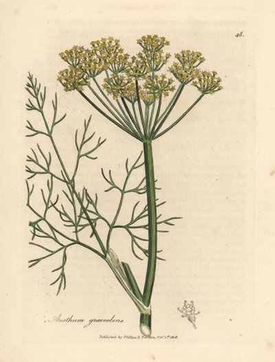 Žlutě květovaný kopr, Anethum graveolens od James Sowerby