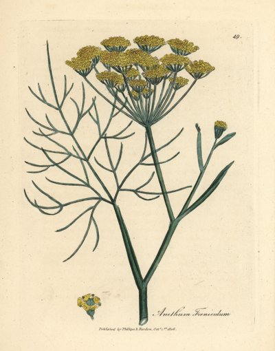Žlutě květovaný fenykl, Anethum foeniculum od James Sowerby