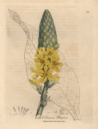 Žlutě kvetoucí velký širokolistý divizna, Verbascum thapsus od James Sowerby