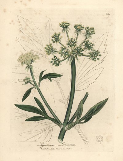 Žlutě květovaný libeček, Ligusticum levisticum od James Sowerby