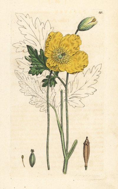 Žlutý nebo velšský mák, Papaver cambricum (žlutý mák). Ručně kolorovaná mědirytina podle ilustrace Jamese Sowerbyho z James Smith