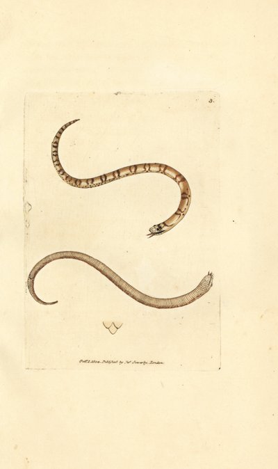 Mladý had hladký, Coronella austriaca (užovka dumfrieshirská, Coluber dumfrisiensis). Ručně kolorovaná mědirytina od Jamese Sowerbyho z The British Miscellany nebo Barevné figurky nových, vzácných nebo málo známých zvířecích předmětů. od James Sowerby