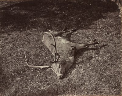 Královský jelen, c. 1870. od James Valentine