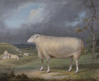Border Leicester Ewe od James Ward