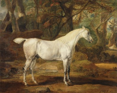 Šedý arabský hřebec, majetek sira Watkina Williamse-Wynna, kolem 1815-20 (olej na plátně) od James Ward