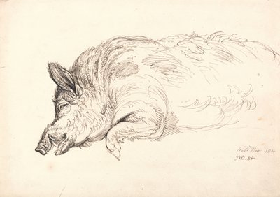 Divoké prase, spící nebo mrtvý, 1814 od James Ward