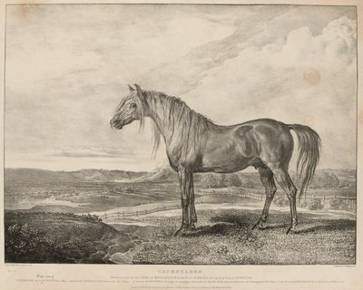 „Kodaňský kůň jezdil vévodou z Wellingtonu v bitvě u Waterloo, byl vyšlechtěn generálem Grosvenorem“, kolem roku 1824 (litografie) od James Ward