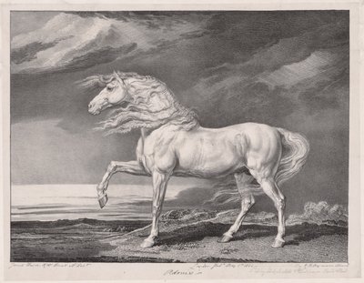 Čtrnáct oslavovaných koní: Adonis, 1824. od James Ward