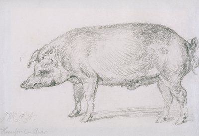 Hereford Boar, c.1803-04 (tužka na papíře) od James Ward