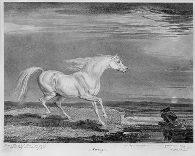 ‚Marengo‘, oblíbený nabíječ Napoleona I., kolem roku 1815 od James Ward