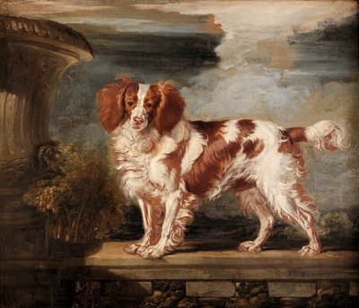 Portrét Dash, oblíbený španěl, majetek Lady Frances Vane-Tempest od James Ward