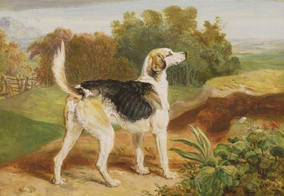 Ravager, jeden z Lambton Hounds (olej na panelu) od James Ward