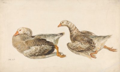Studie o husách od James Ward