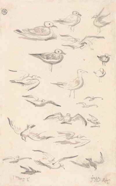 Studie racků od James Ward