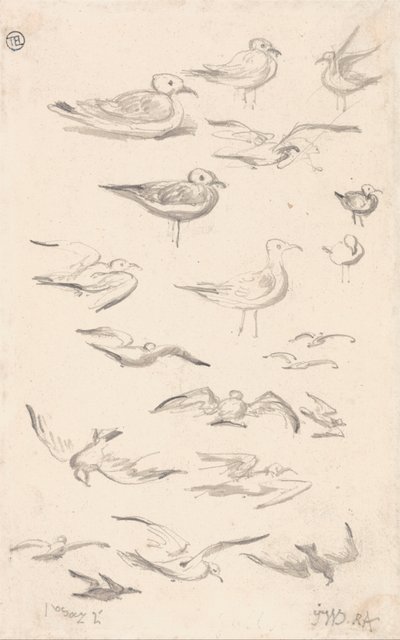Studie racků od James Ward