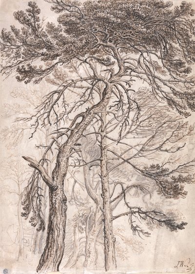 Studium stromů od James Ward