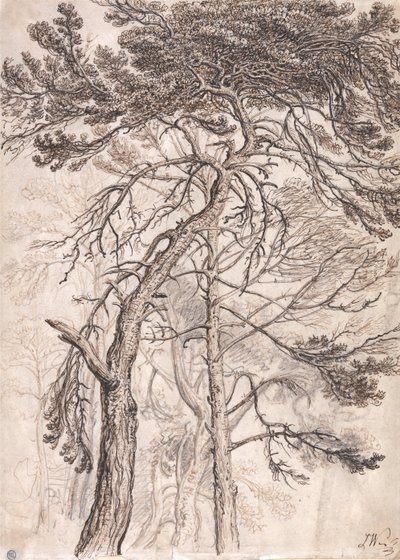 Studium stromů od James Ward