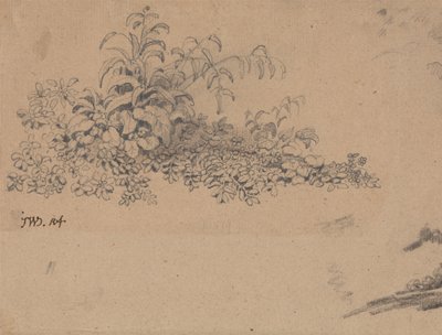 Studie podrostu od James Ward