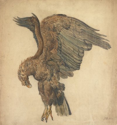 Studie střemhlavého orla od James Ward