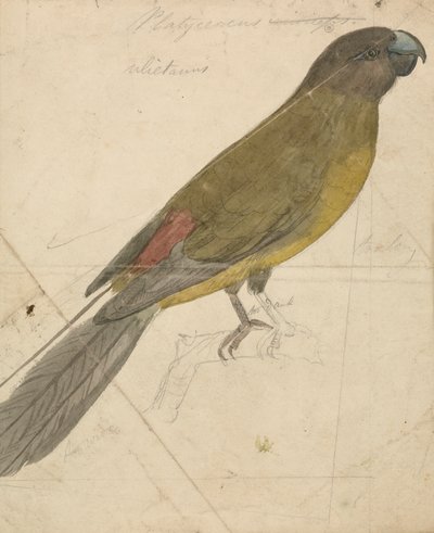 Papoušek od James de Carle Sowerby