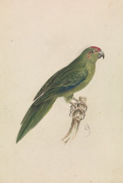 Papoušek od James de Carle Sowerby