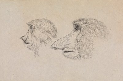 Hlavy dvou proboscis opic od James de Carle Sowerby