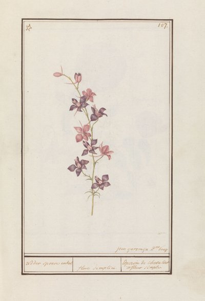 Larkspur (Consolida) rytíř ostruha kotník. / květ jednoduchý. / Esperon de chevalier afluer jednoduchý. (název na objektu) od Jan Anton Garemyn